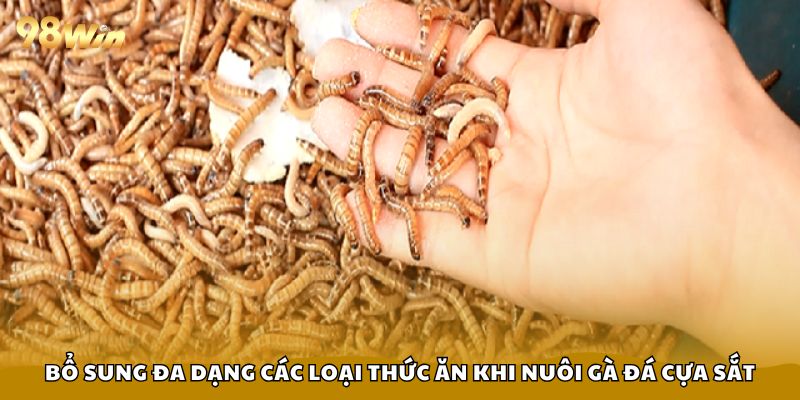 Nuôi Gà Đá Cựa Sắt