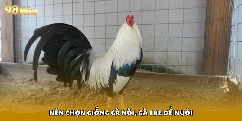 Nuôi Gà Đá Cựa Sắt